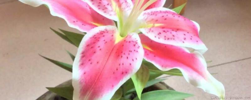 香水百合开完花后怎么处理，花败后怎么养