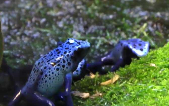钴蓝箭毒蛙是什么蛙