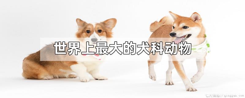 世界上最大的犬科动物