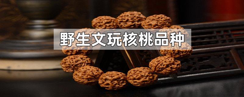 野生文玩核桃品种