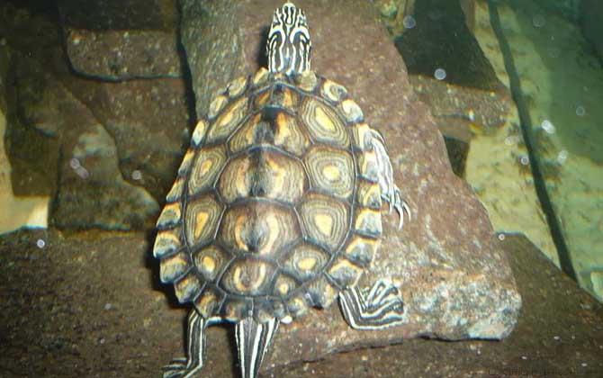 地图龟是什么龟