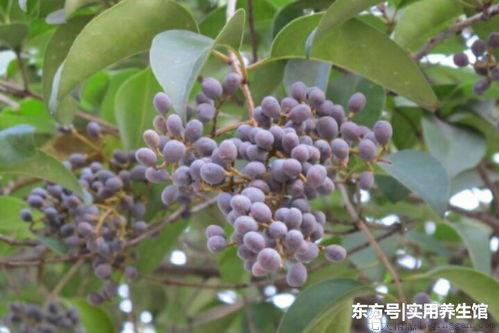 女贞子治白发吗