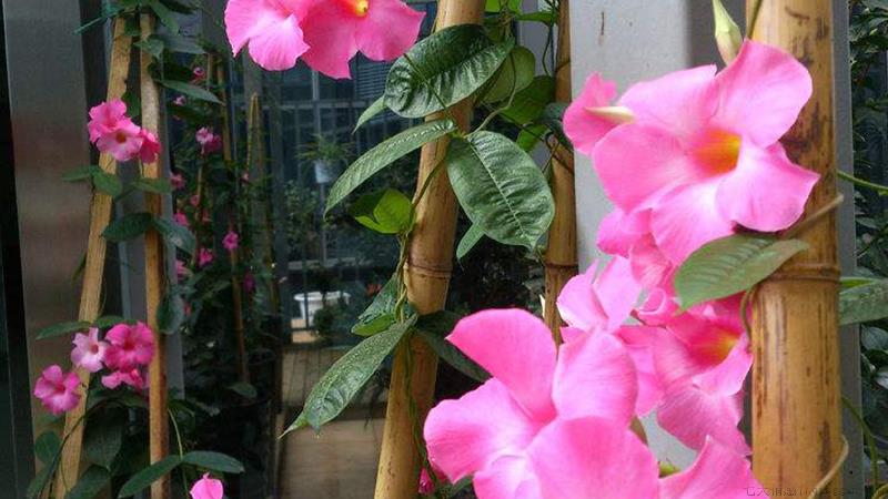 飘香藤夏季如何浇水