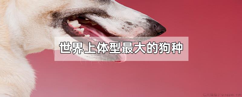 世界上体型最大的狗种