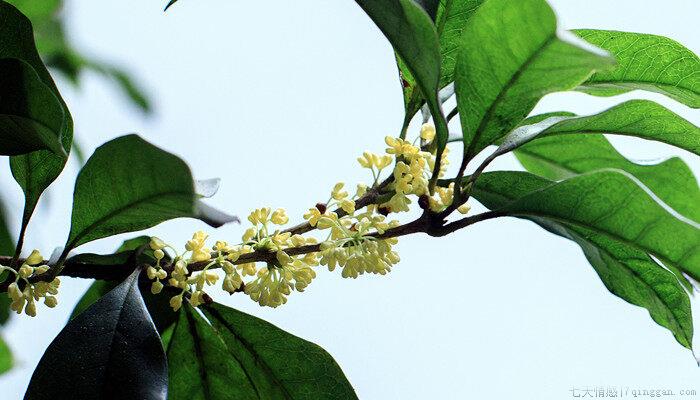 桂花的名字