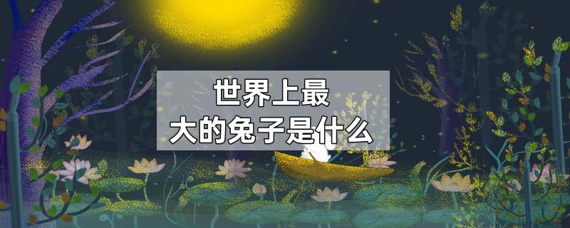 世界上最大的兔子是什么