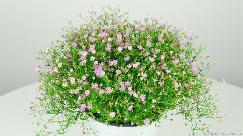 满天星花语，所有颜色的花语