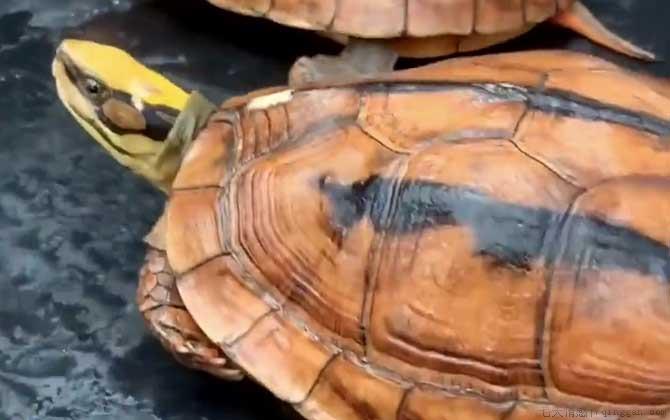 金钱龟价格多少钱一只