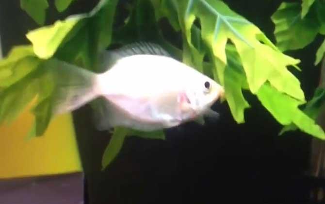 接吻鱼为什么一动不动