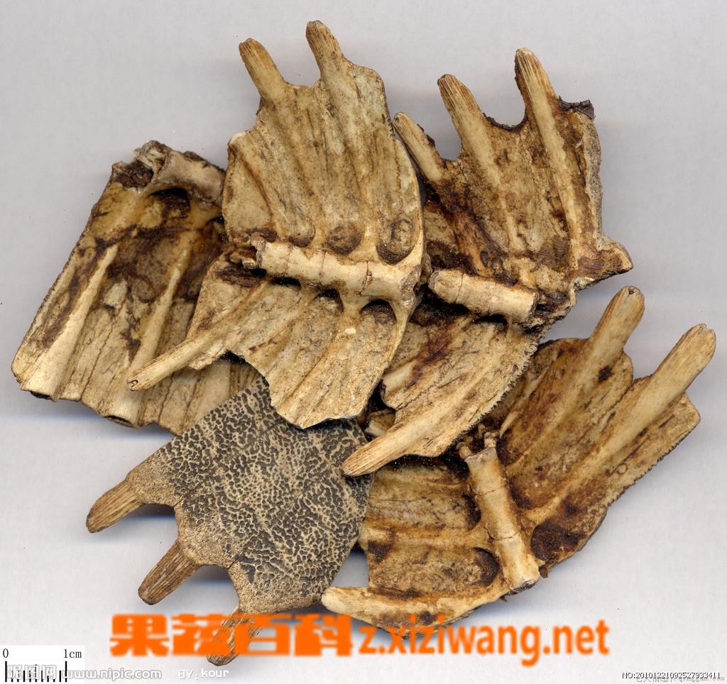 鳖甲的功效与作用
