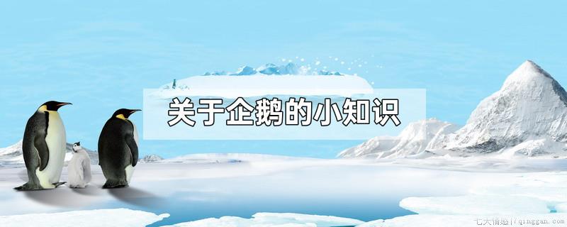 关于企鹅的小知识