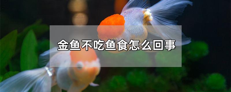 金鱼不吃鱼是怎么回事
