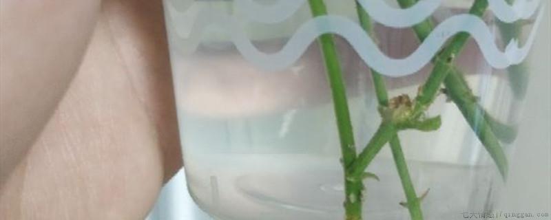 移栽花卉什么时候浇水