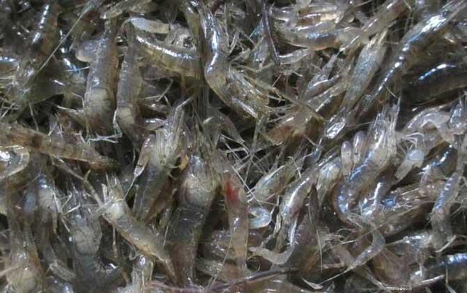 河虾吃什么食物