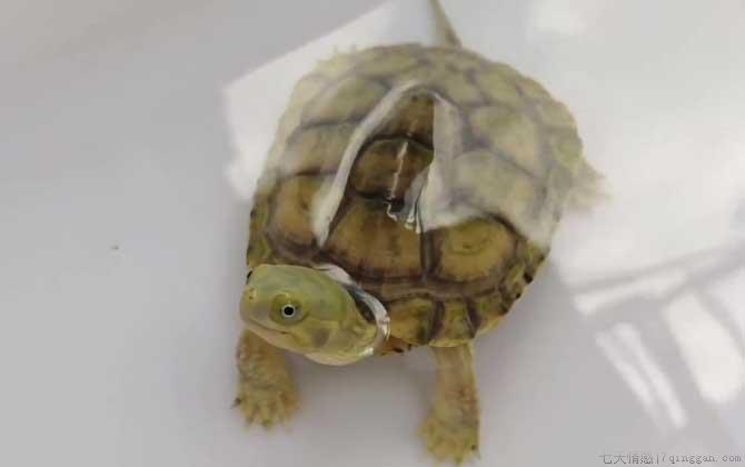 乌龟怎么分公母
