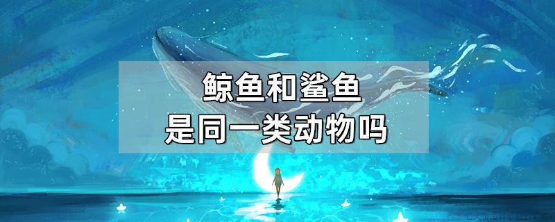 鲸鱼和鲨鱼是同一类动物吗