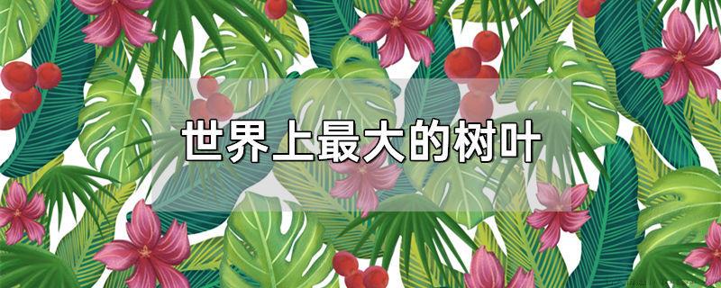 世界上最大的树叶