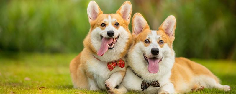 萨摩耶犬的由来