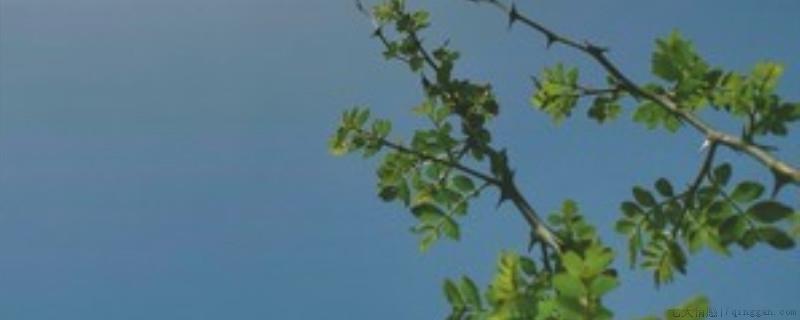 花椒树移栽方法