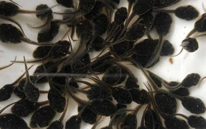 牛蛙蝌蚪吃什么食物