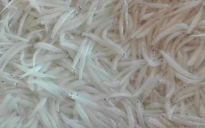 白肌银鱼是什么鱼