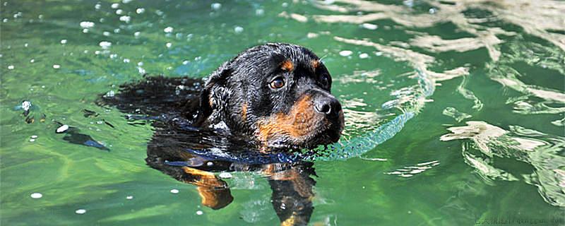 罗威纳犬是哪个国家的犬种