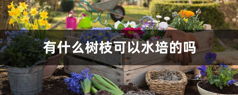 有什么树枝可以水培的吗