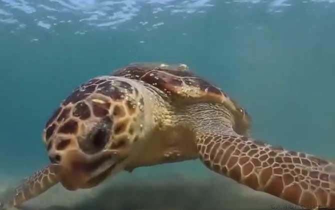海龟是什么动物