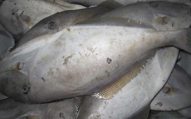 橡皮鱼是什么鱼