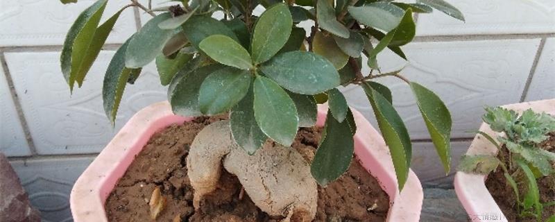 人参榕用什么肥料