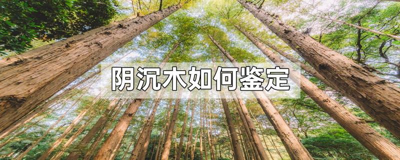 阴沉木如何鉴定