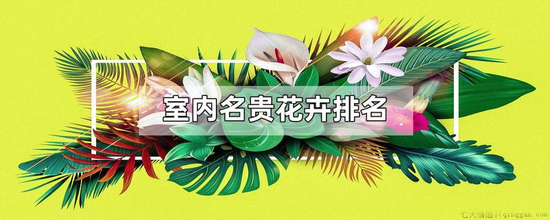 室内名贵花卉排名