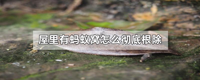 屋里有蚂蚁窝怎么彻底根除