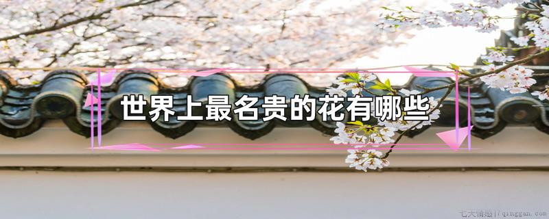 世界上最名贵的花有哪些