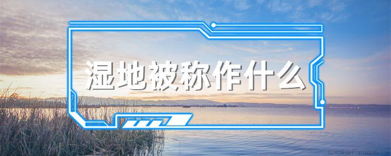 湿地被称作什么