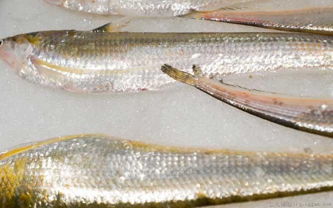 刀鱼是什么鱼