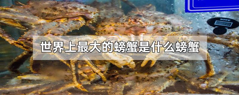 世界上最大的螃蟹是什么螃蟹