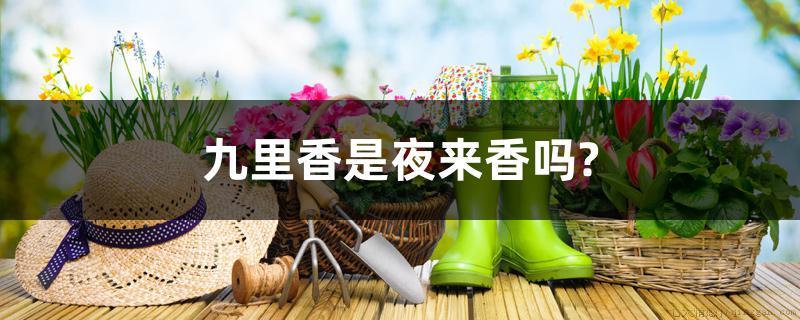 九里香是夜来香吗