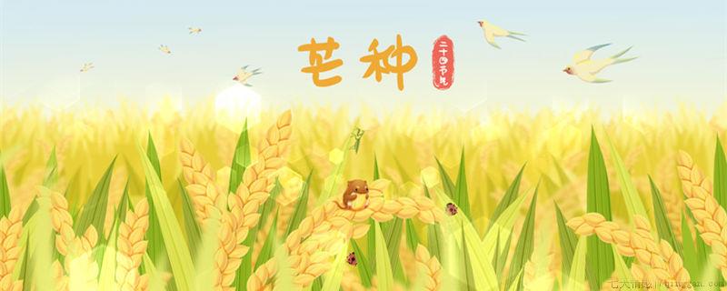 芒种是什么意思