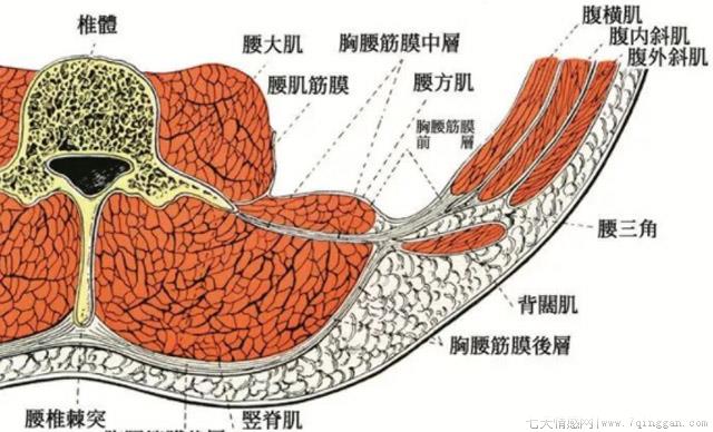 乳酸堆积会不会导致尿酸高