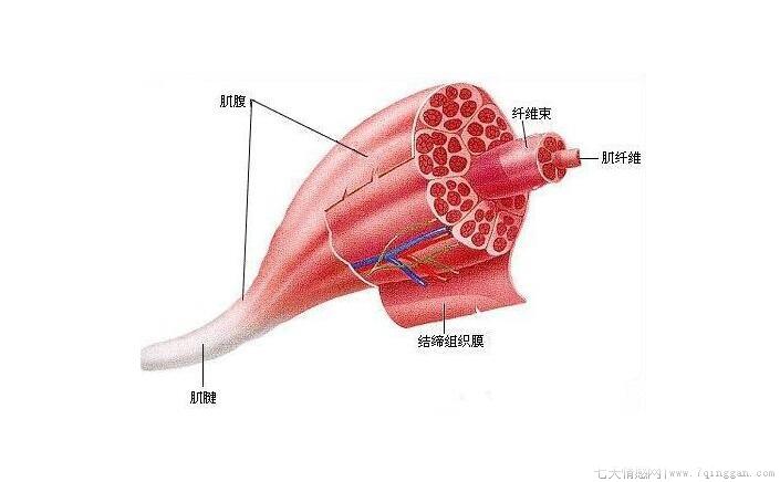 肌肉的增长是什么原理