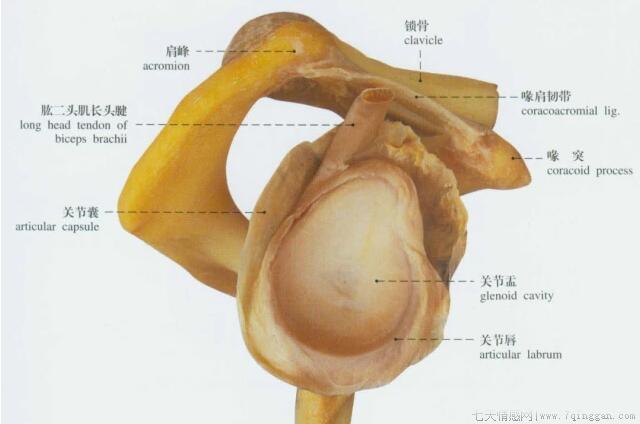 怎么解决肩关节弹响