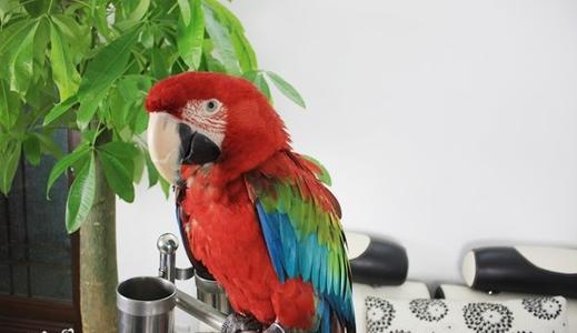 绿翅金刚鹦鹉是怎样的？