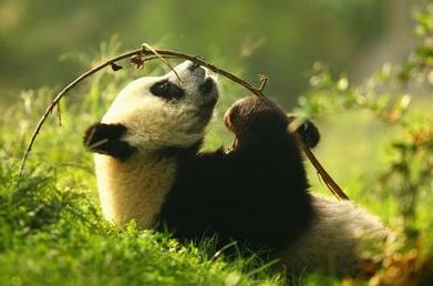 大熊猫为什么不冬眠?