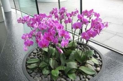 蝴蝶兰浇水10大忌