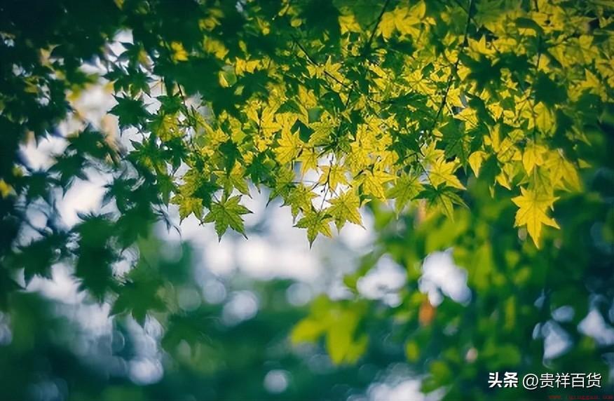 夏天最高气温多少度