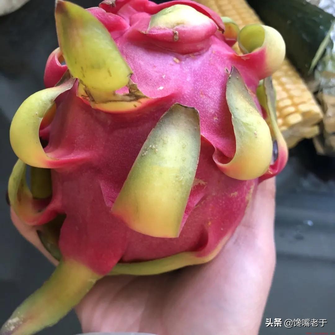 火龙果红心和白心区别图