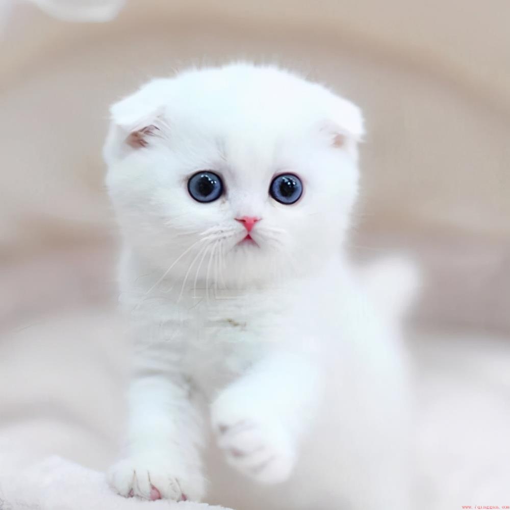 公认的十大漂亮可爱猫咪排行榜