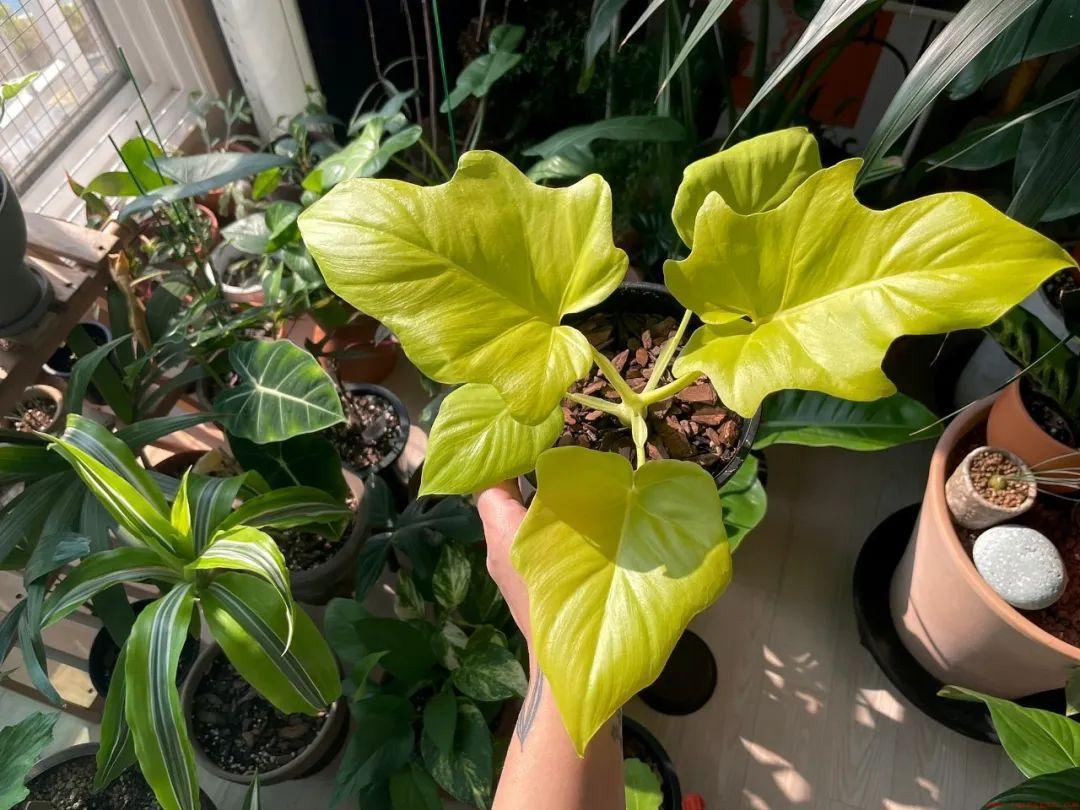 6种家庭室内养的花与绿植