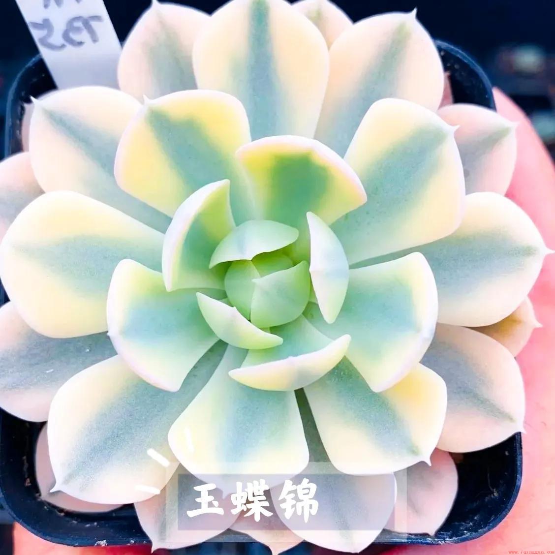多肉植物中的石化是什么样子
